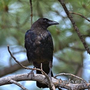 Meet your Posher, Alicia